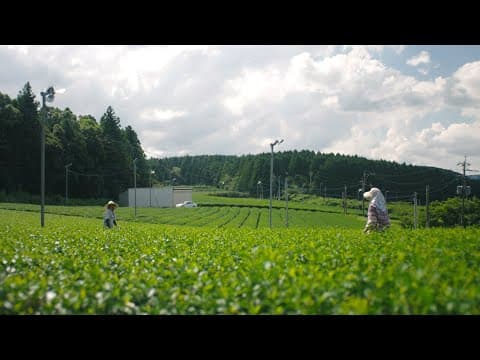 「お茶の子、歳々。」